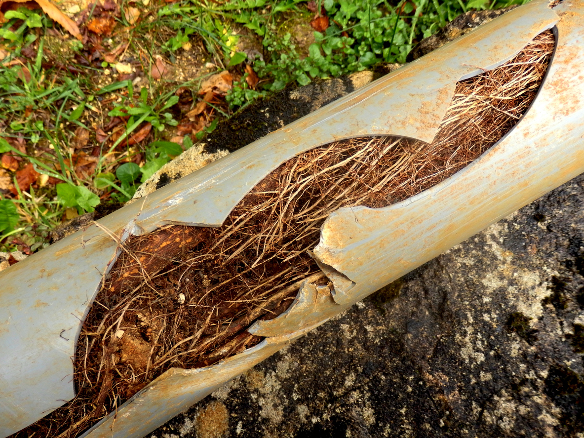 roots growing in pipe